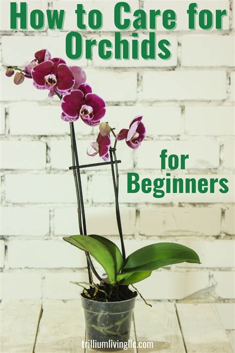 good morning orchid|Beginners Guide to Orchid Care: Tips You Need to。